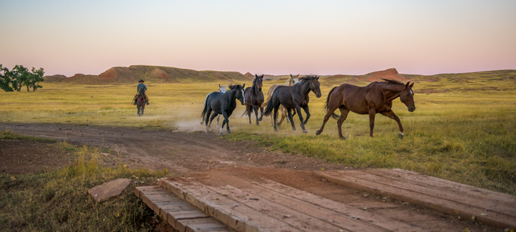 Remuda #2, Willow Creek Ranch, Wyoming