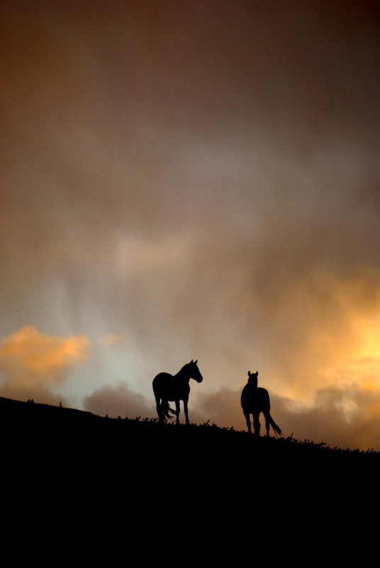 Horses and clearing storm, Kyrgyzstan