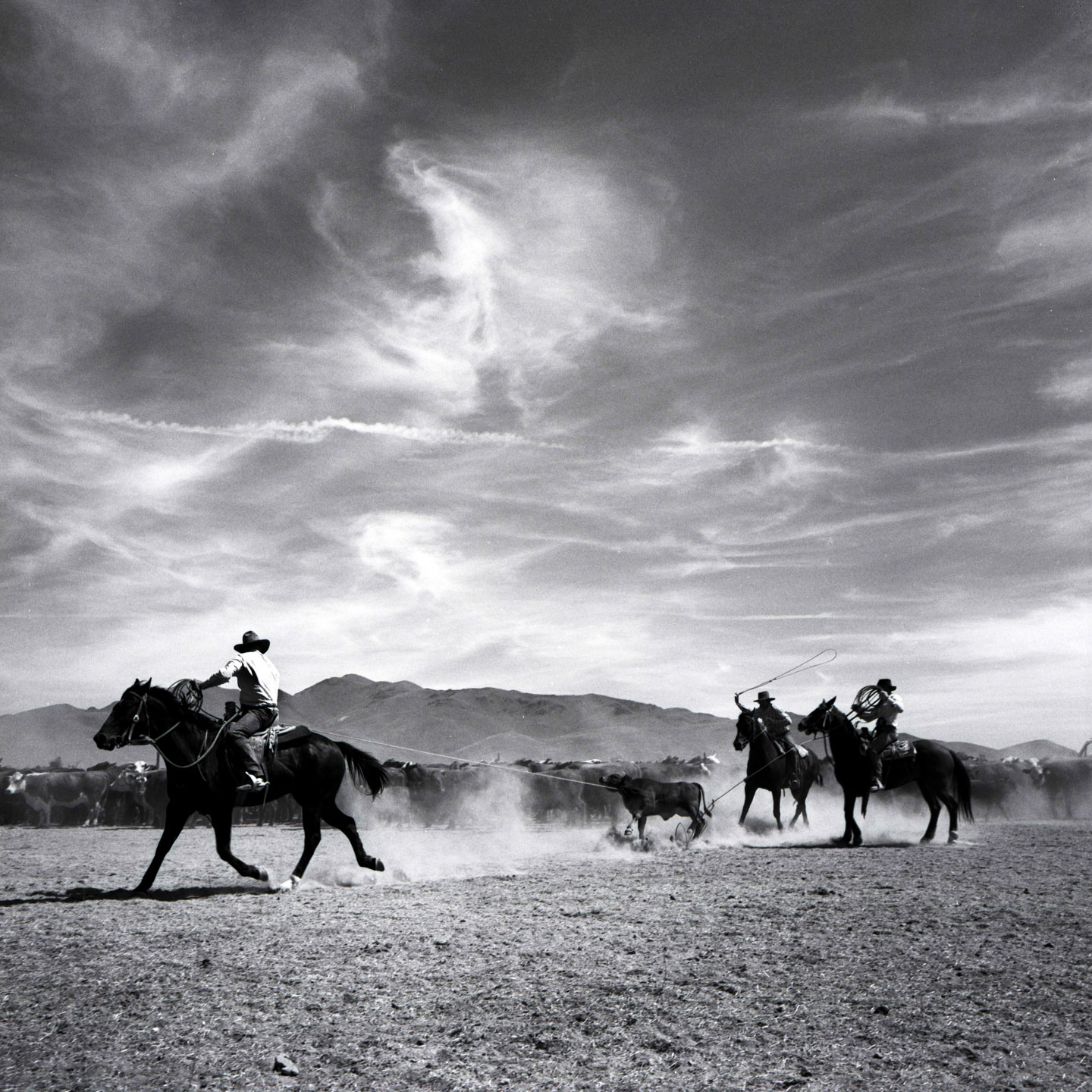 Roping, TS Ranch, NV