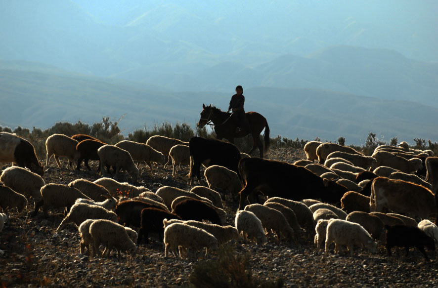 Young Shepherd girl tending her flock on the banks of Lake Issyk-Kul, Kyrgyzsgtan